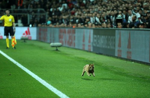 An orange cat runs down the byline at Vodafone Park